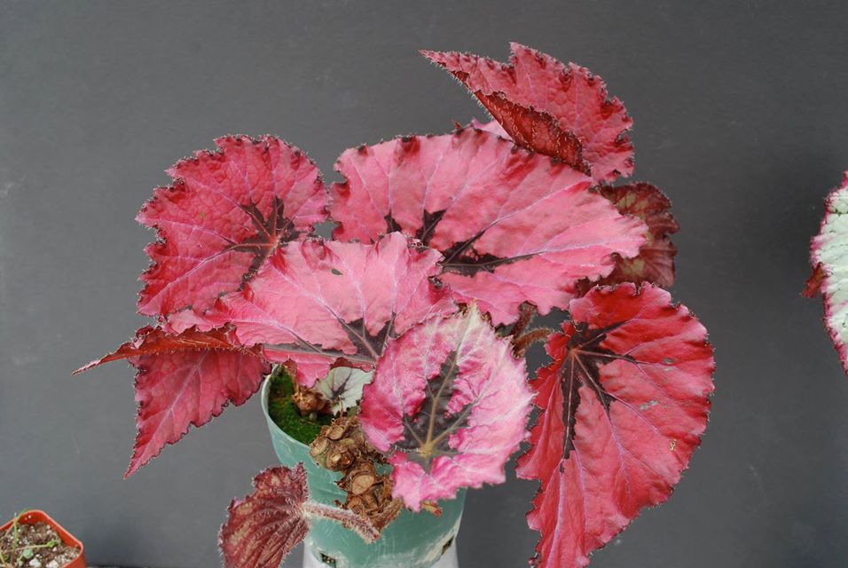 B. ‘Red Satin’